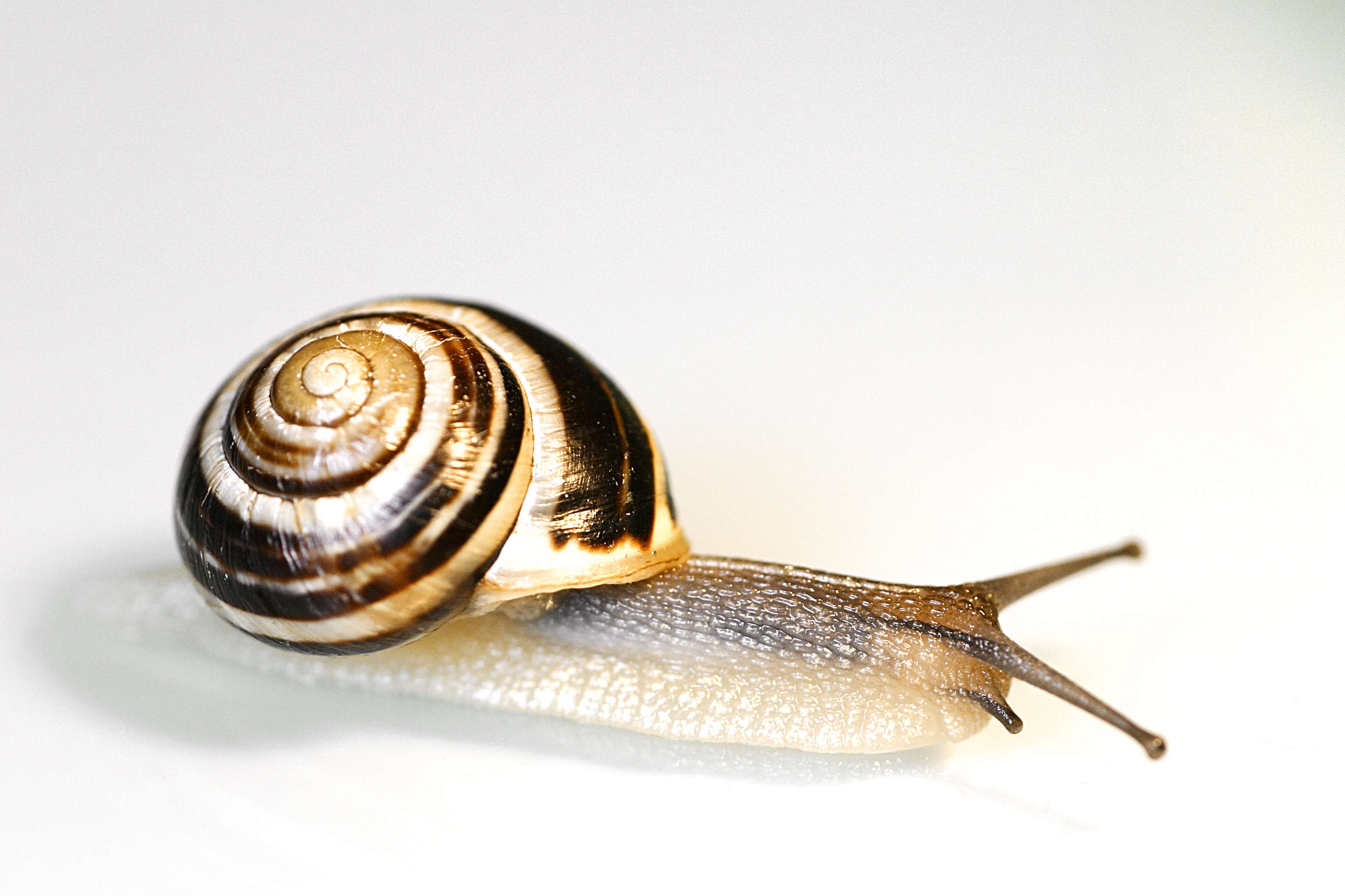 snail-secretion